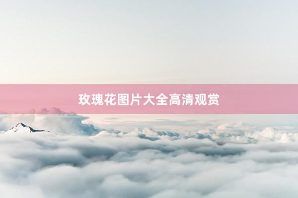 玫瑰花图片大全高清观赏